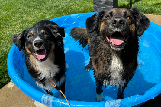 Keep Your Dog Cool This Weekend: Essential Tips for Warm Weather