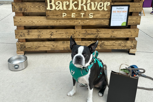 Unleash the Fun: A Guide to Dog-Friendly Events