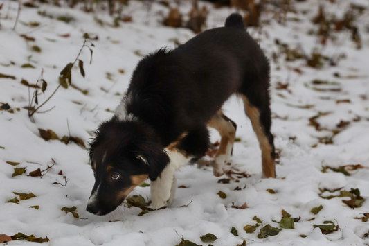 Keeping Your Pets Safe: Household Plants to Avoid