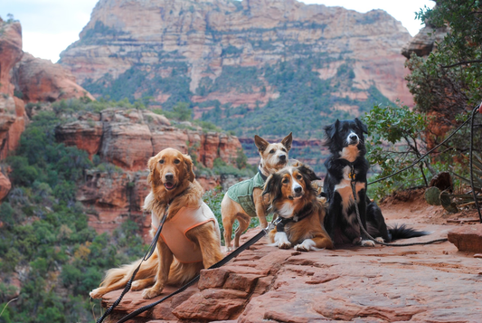 Four Adventure Dogs Sit on a Cliff on a Hike