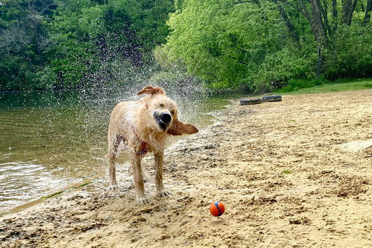 Camping with Dogs: A Practical Packing Guide