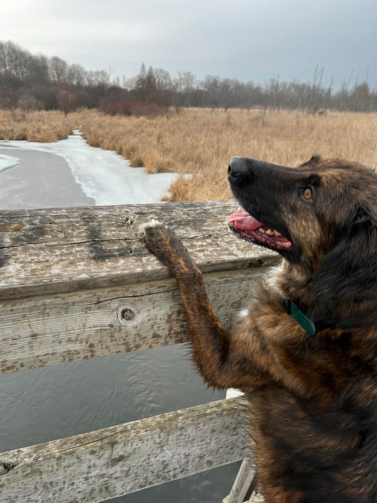 Rescue Dog on a Hike in Wisconsin
