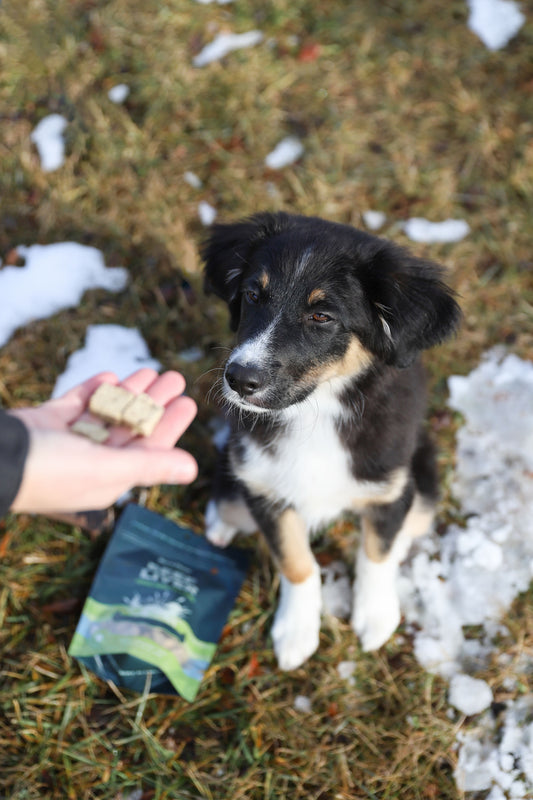 Freeze-Dried Beef Liver Dog Treat