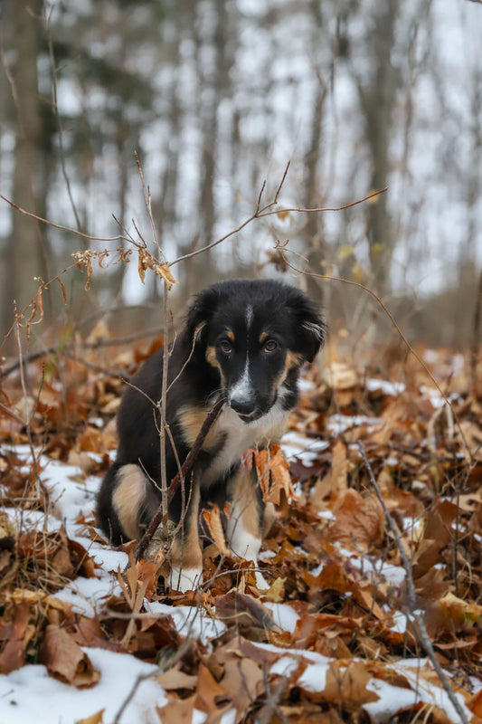 Spring Ahead: Flea and Tick Protection for Your Dog