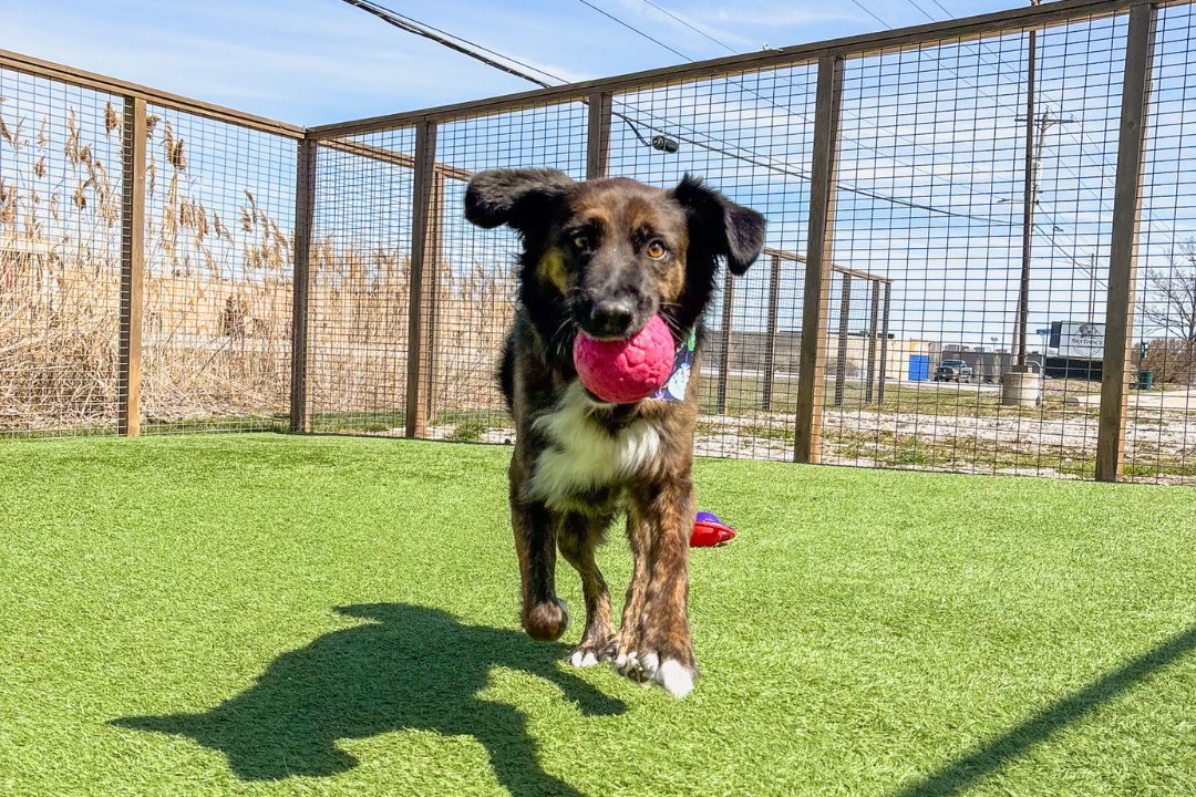 Doggy Daycare Benefits: Spotlight on SkyDance Pet Lodge