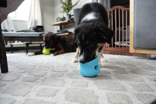 Beyond the Bowl: Enrichment Ideas for Dogs